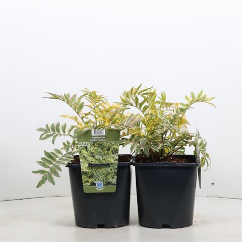 Polemonium