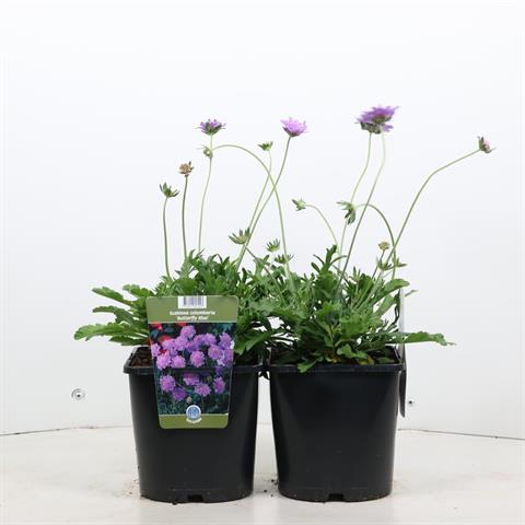 Scabiosa