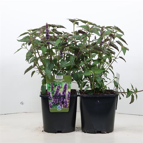 Agastache