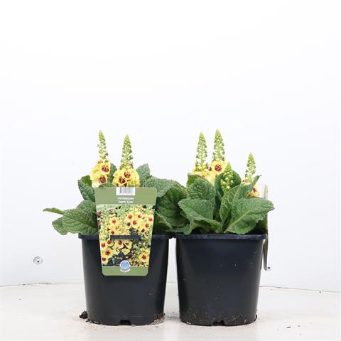 Verbascum