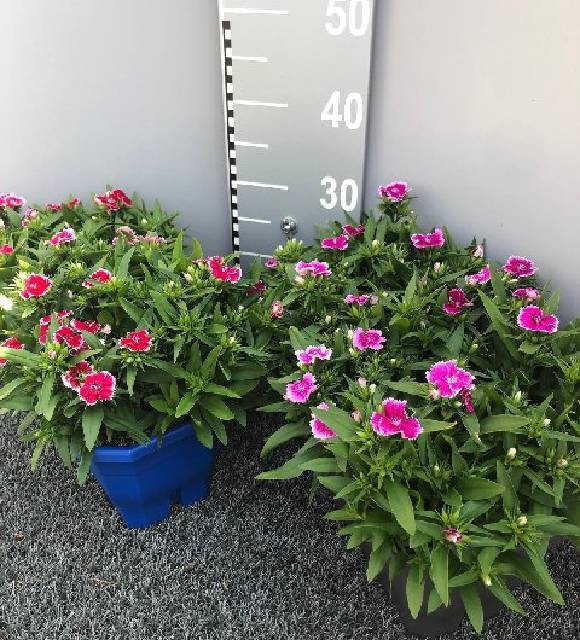 Dianthus vivace