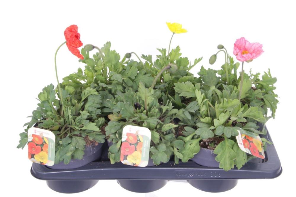 Papaver