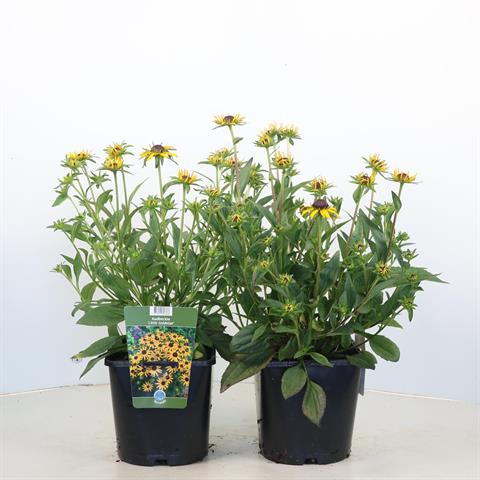 Rudbeckia
