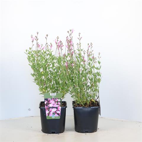 salvia