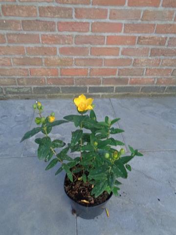 Hypericum