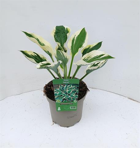 Hosta
