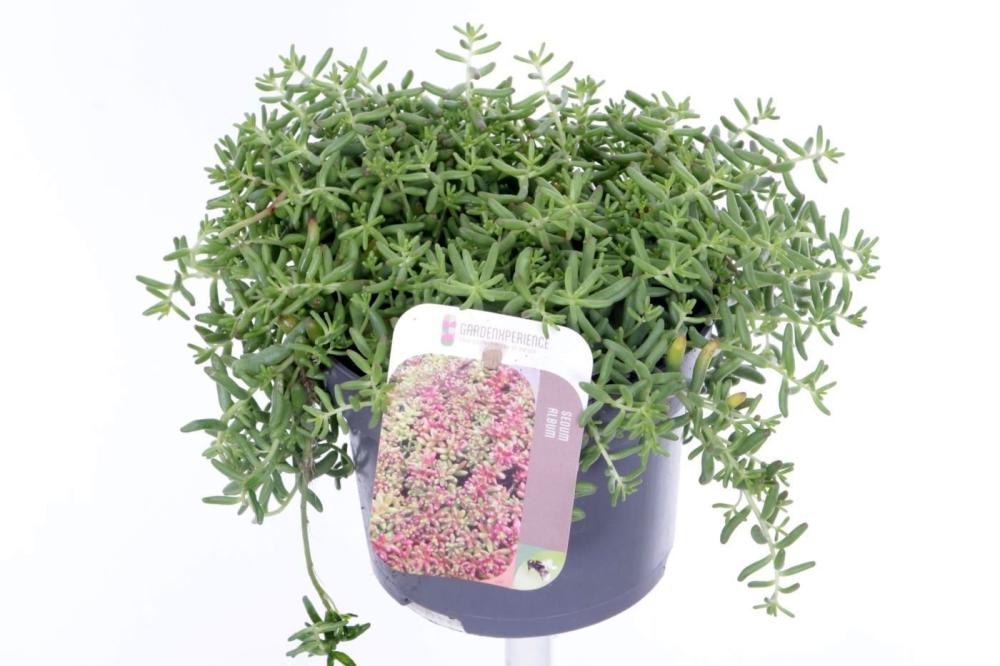 sedum