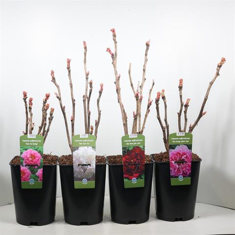 Paeonia suffruticosa