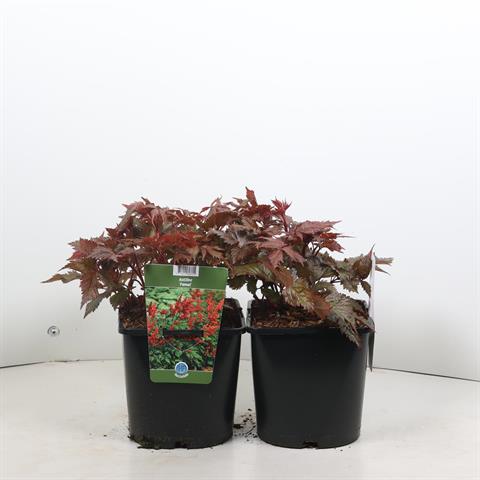 Astilbe