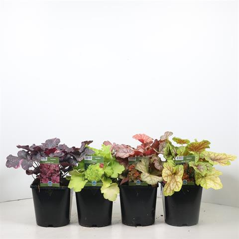 Heuchera
