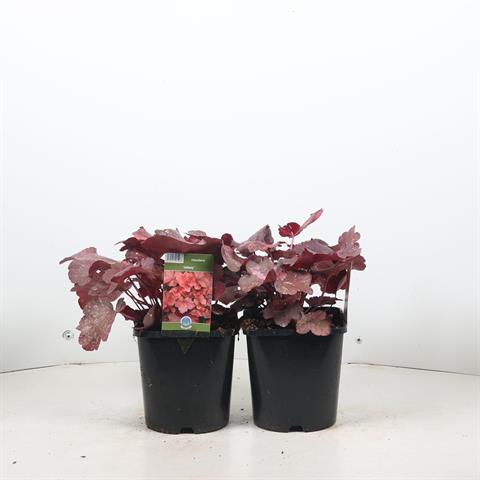 Heuchera