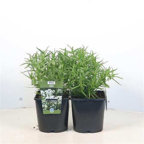 Achillea
