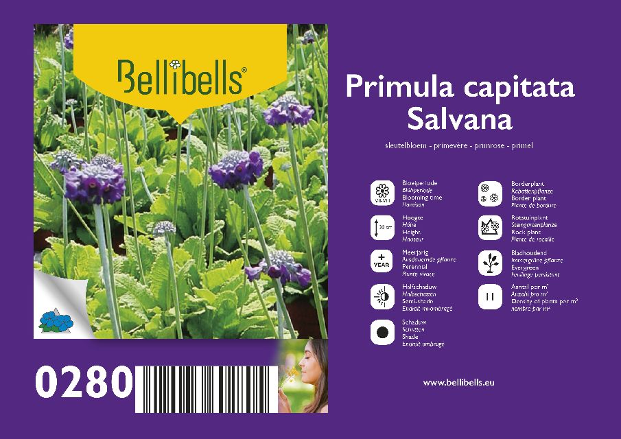 Primula