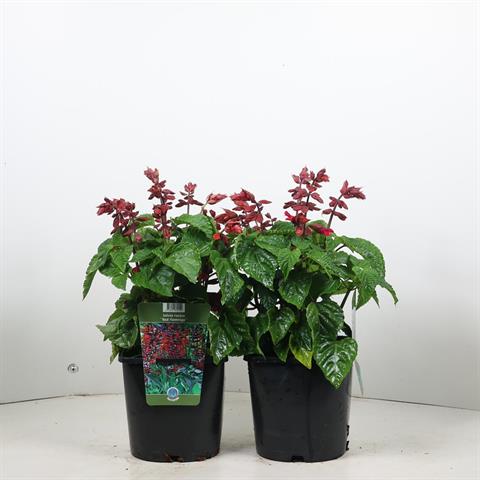 Salvia