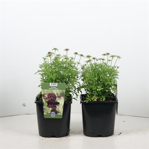 Scabiosa
