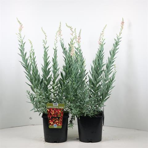 Linaria