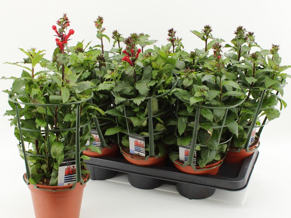 Lobelia