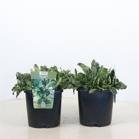 Ajuga