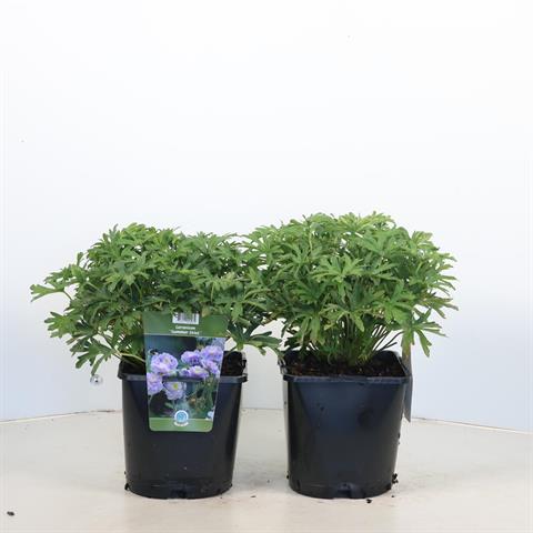 Geranium vivace