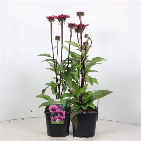 Echinacea