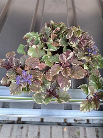 Ajuga