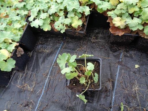 Alchemilla