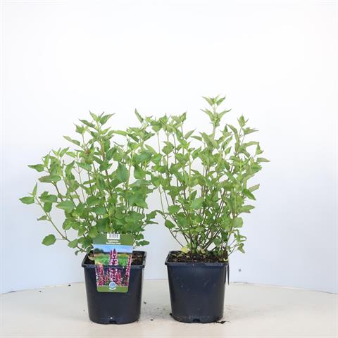 Agastache