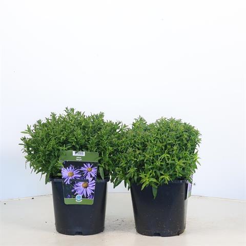 Aster