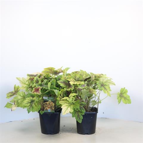 Heucherella
