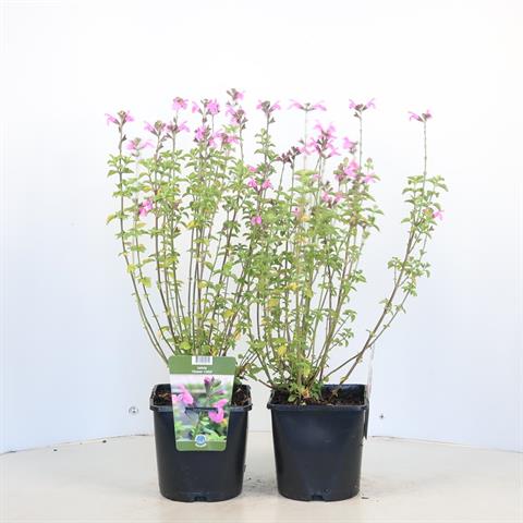 Salvia