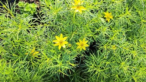 Coreopsis