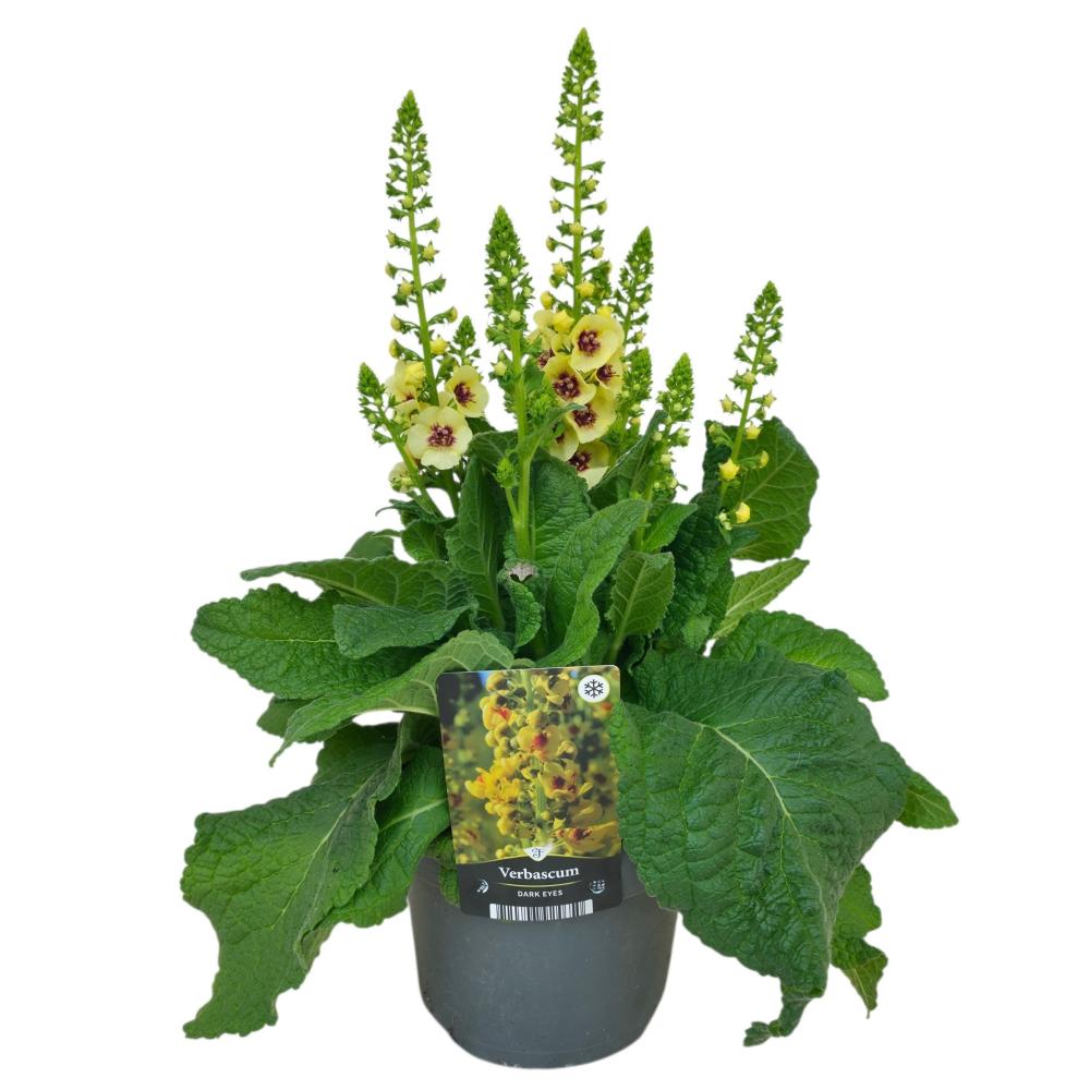 Verbascum