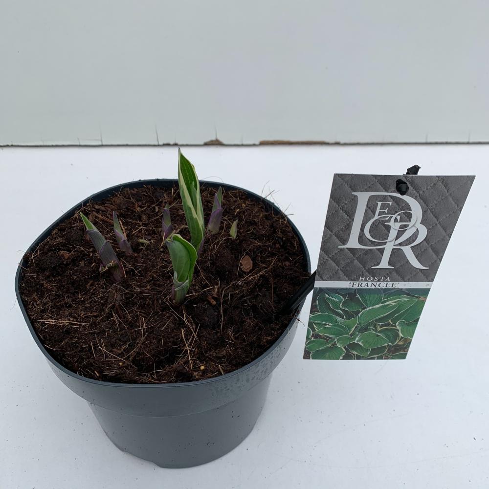 hosta