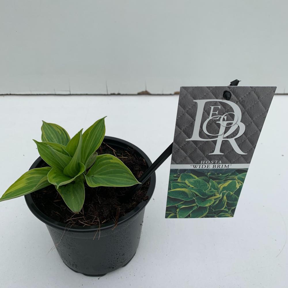 hosta