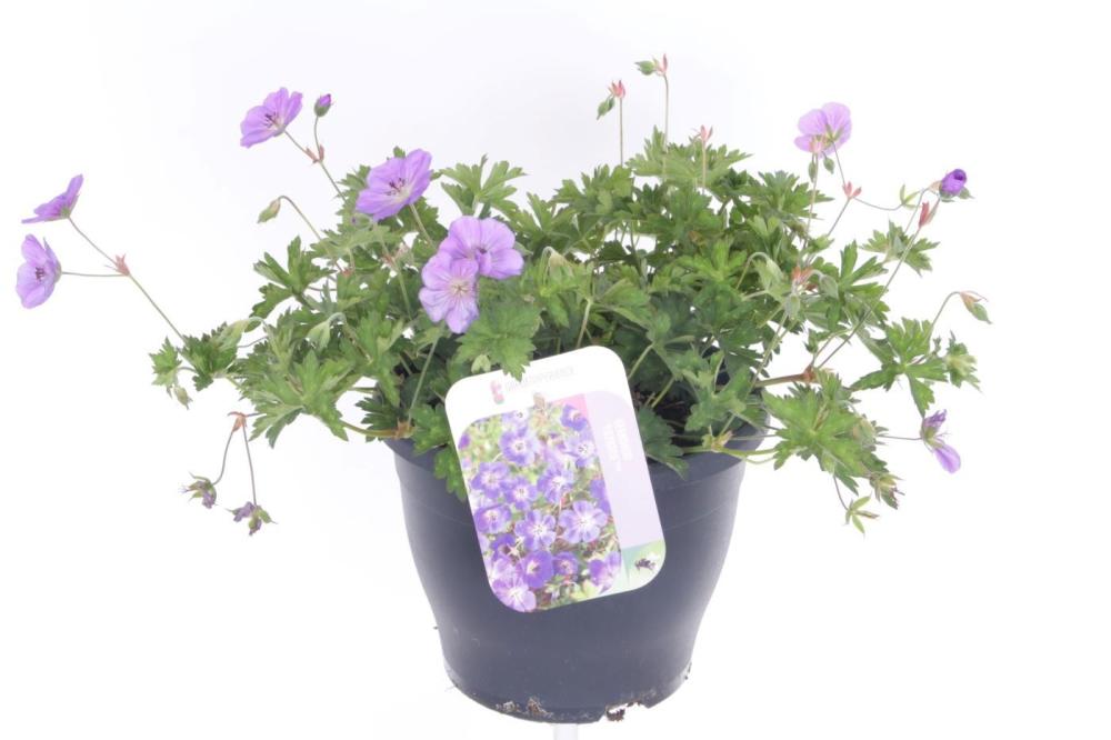 Geranium vivace