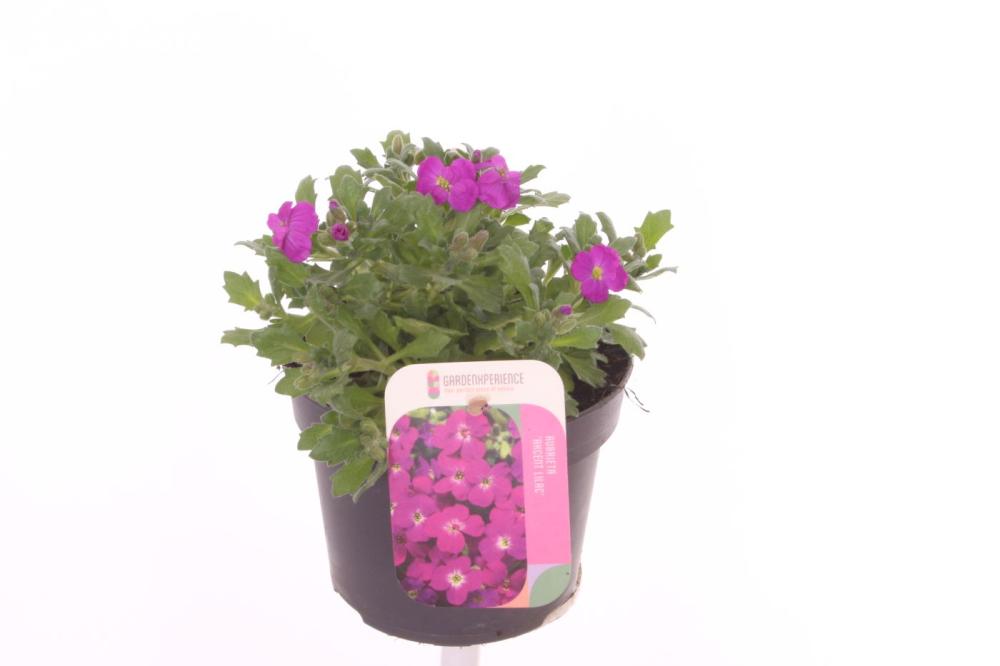 Aubrieta