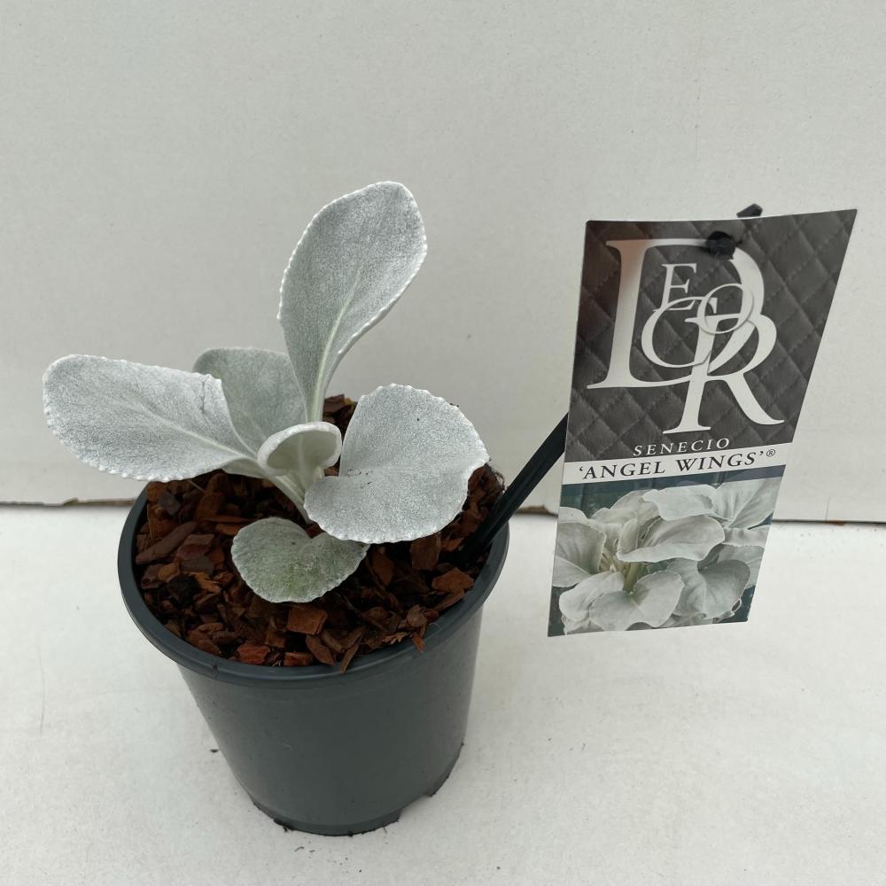 Senecio