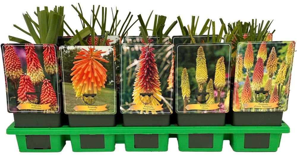 Kniphofia