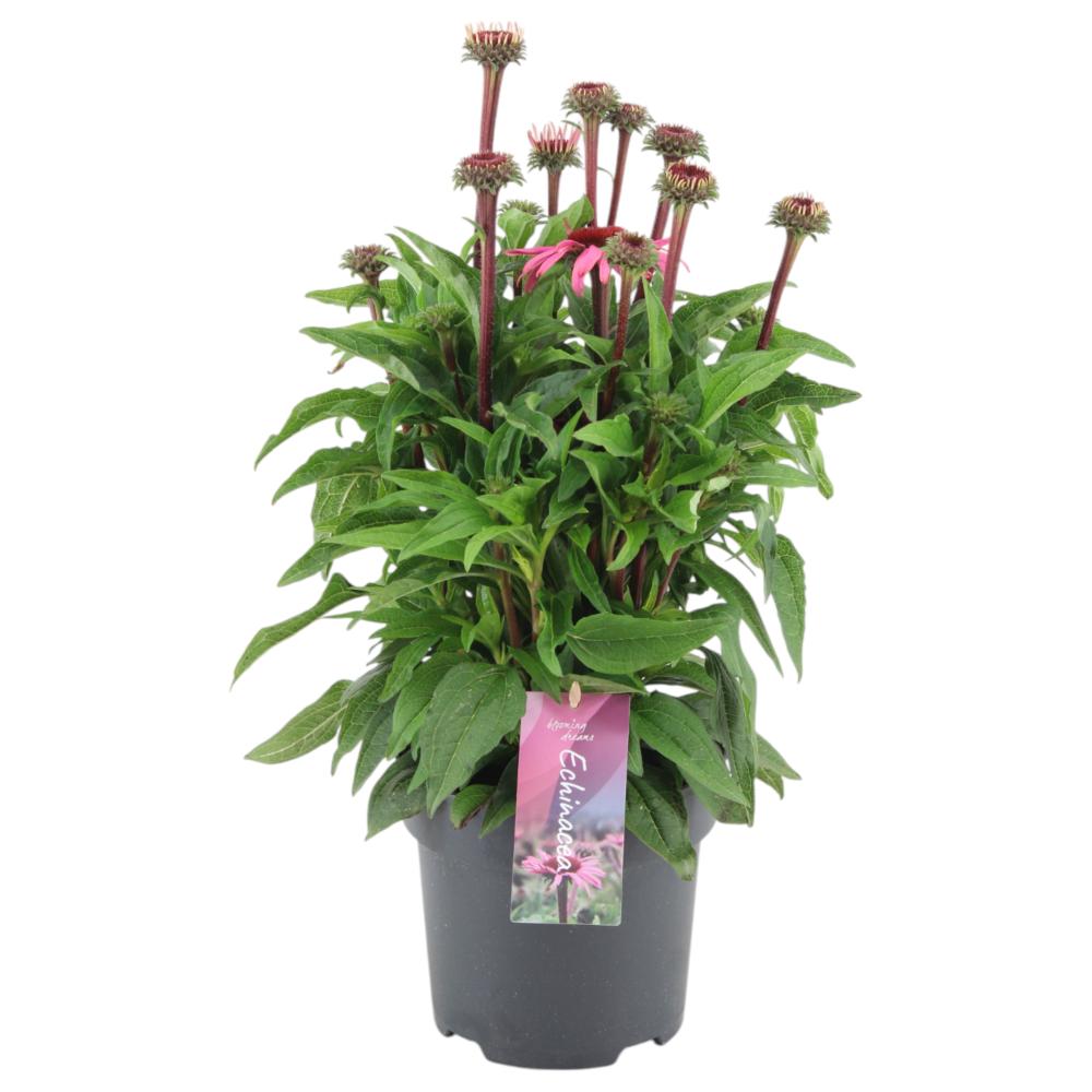 Echinacea