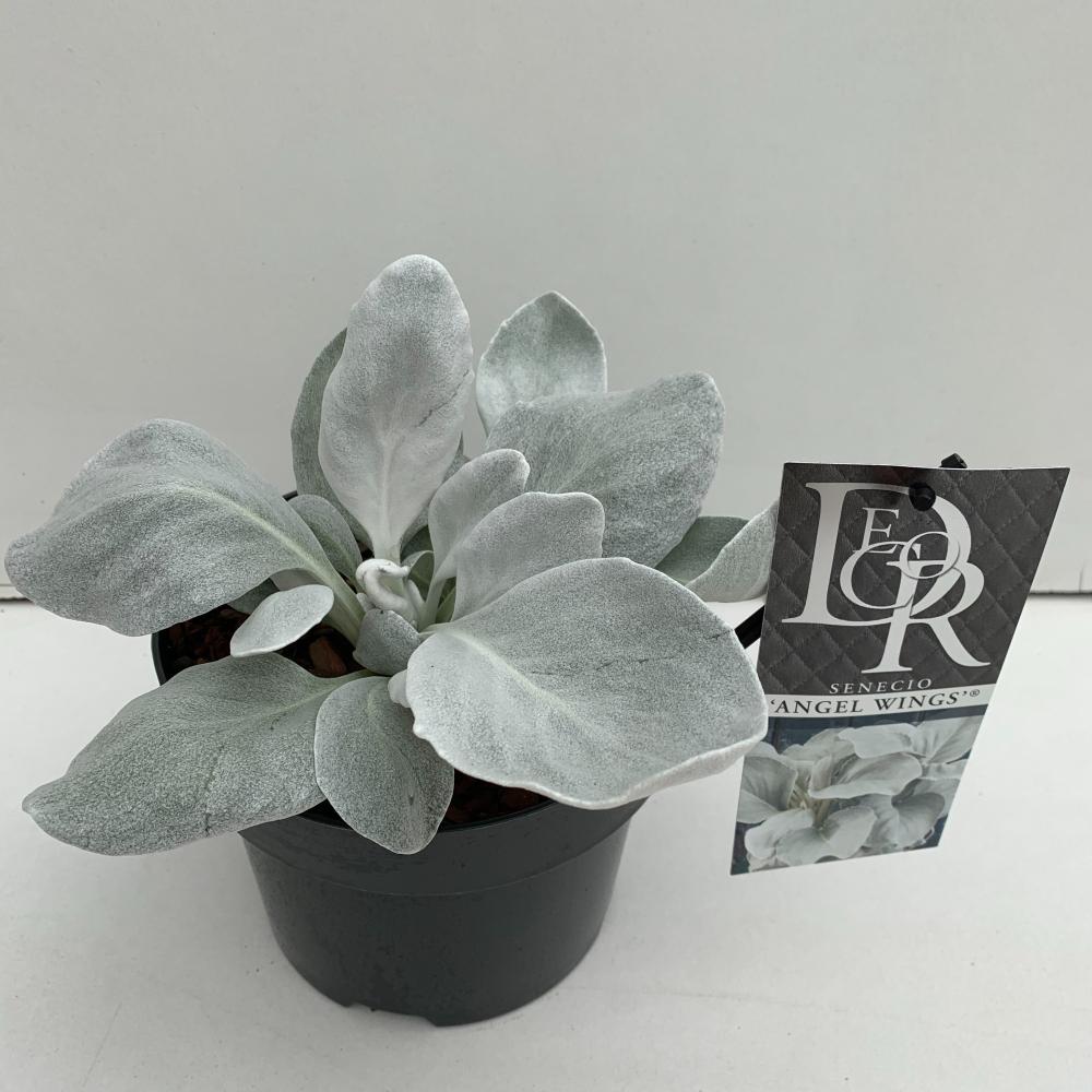 Senecio
