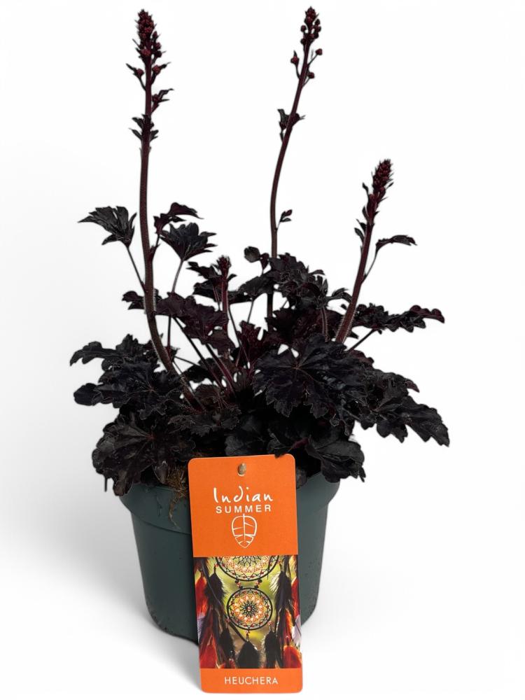 Heuchera