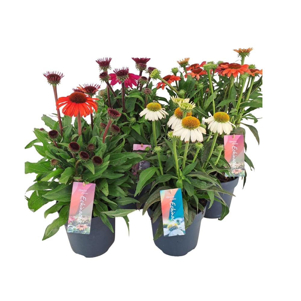 Echinacea