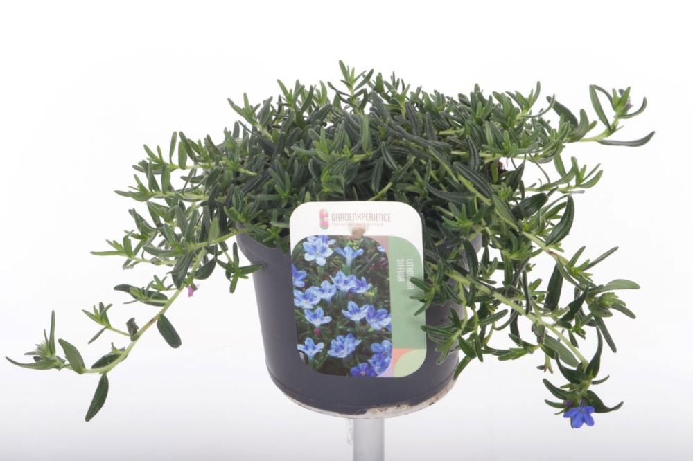 Lithodora
