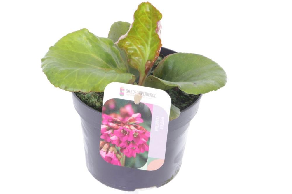 Bergenia