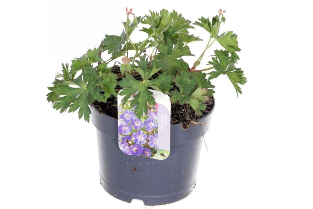 Geranium vivace