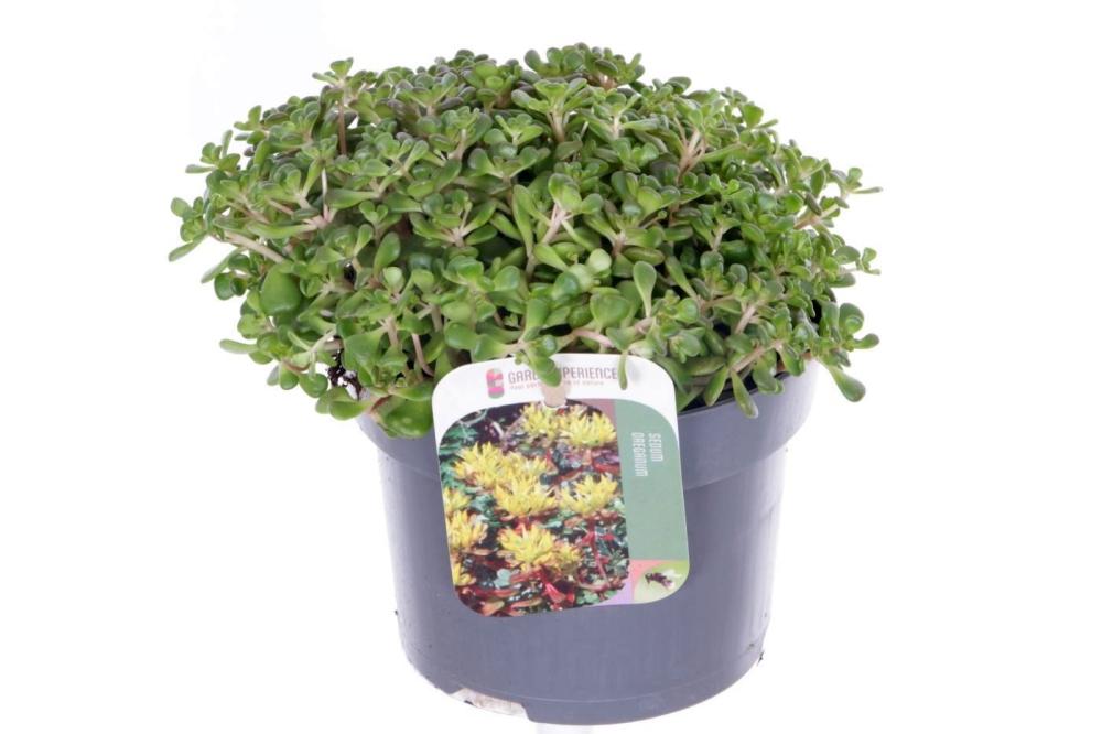 sedum