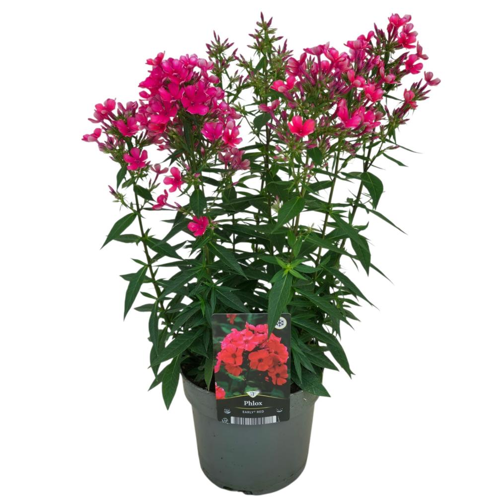 Phlox
