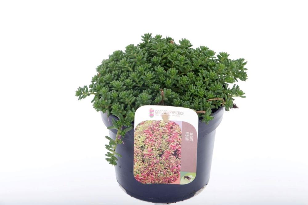 sedum