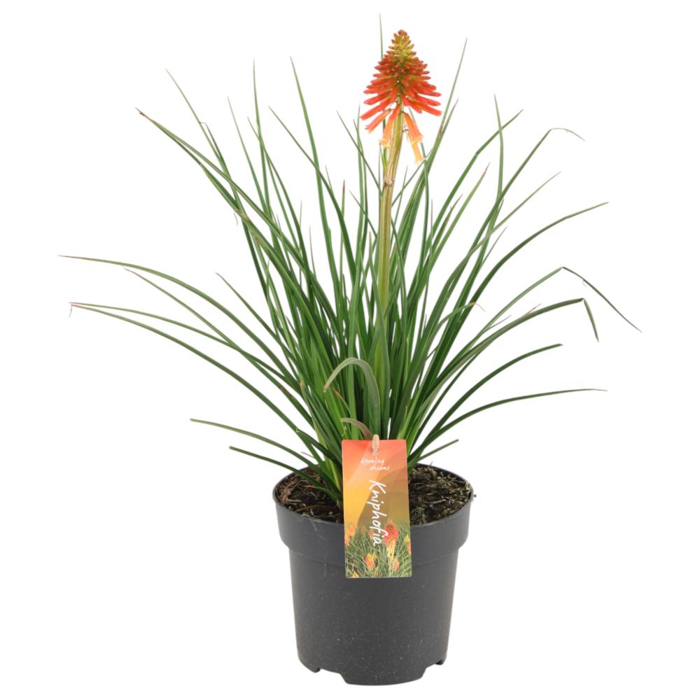 Kniphofia
