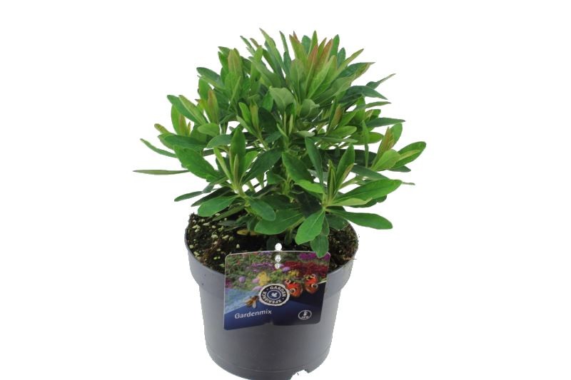 Euphorbia